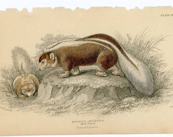 1836 mephitis chilensis original antique animal engraved print