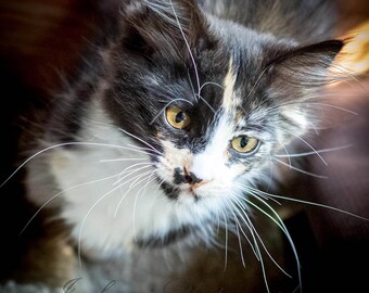 A Black and White Kitten