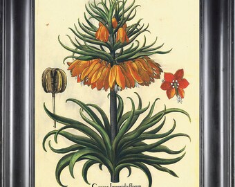 BOTANICAL PRINT Besler 8x10 Botanical Art Print 15 Beautiful Large Yellow Flower Seed Chart with Antique Writing Spring Garden Wall Decor