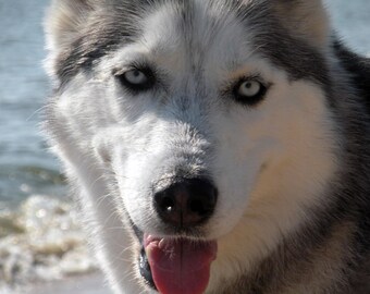 Happy Dog Smile - Siberian Husky
