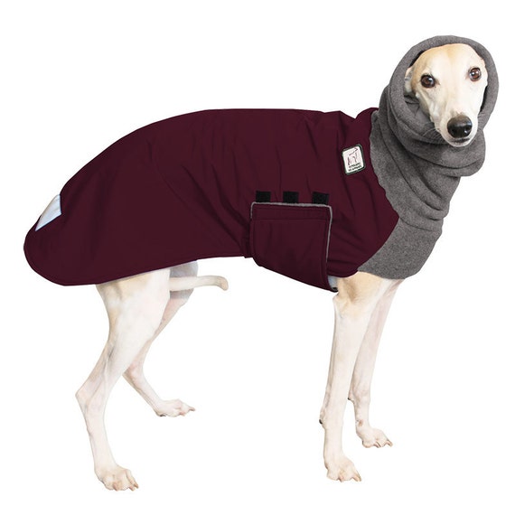 Dog In A Sweater Eating Dog In A Sweater Eating
