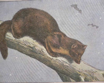ANTIQUE 1907 La Martre Marten weasel mammal signed animal print Chromolithograph Mahler German artist Collectors item Birthday Authentic