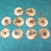 Lot of 10 Large Tree Branch Wood Buttons 2" Made from Spalted Ash, Rustic Wooden Buttons for Crafting, Fiber Arts, Knitting, Crochet