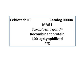 Toxoplasma gondii recombinant antigen Mag1