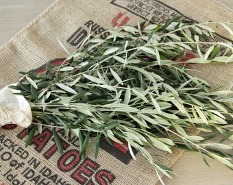 Olive Branch - 8-10 stem Fresh