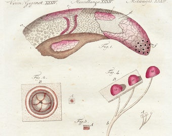 Antique Bertuch Tongue, Anatomy Print - original vintage engraving plate dated 1808