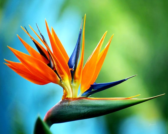 Bird of Paradise Art Print on Metal