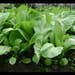 Asian Vegetable chinese Mustard Green ,Gai Choy seeds,Cải bẹ xanh