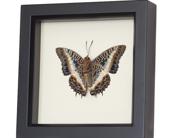 Real Framed Butterfly African Charaxes Brutus