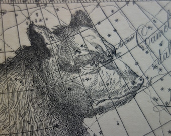Old star chart Dutch vintage astronomy map of Great Bear Big Dipper Ursa major Leo zodiac sign hemisphere constellation stars astrology