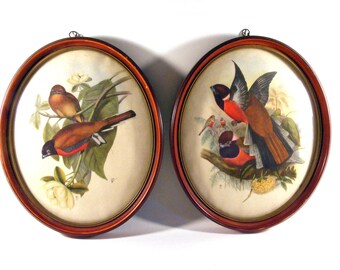 Set of Two Vintage Signed John W Gould Bird Prints in Oval Frames