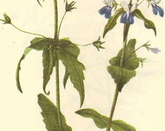 Vintage 1968 Color Print Wild Flowers of America Book PLATE 337 338 Butter and Eggs Toadflax and Blue Eyed Mary