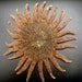 Spiny sunstar 6 - 8" sunflower starfish multileg seastar unique curiosities