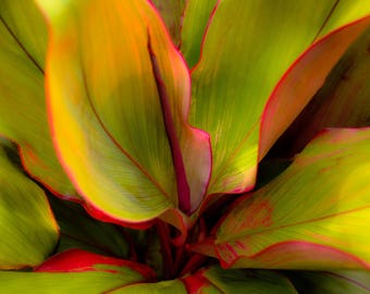 The Ti Leaf Plant - Hawaii - Image 88