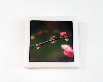 Original photographic tile wall hanging - blossom