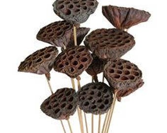 Dried Lotus Pods Natural - Bulk Fillers Decorations NO STEMS (Free Shipping)