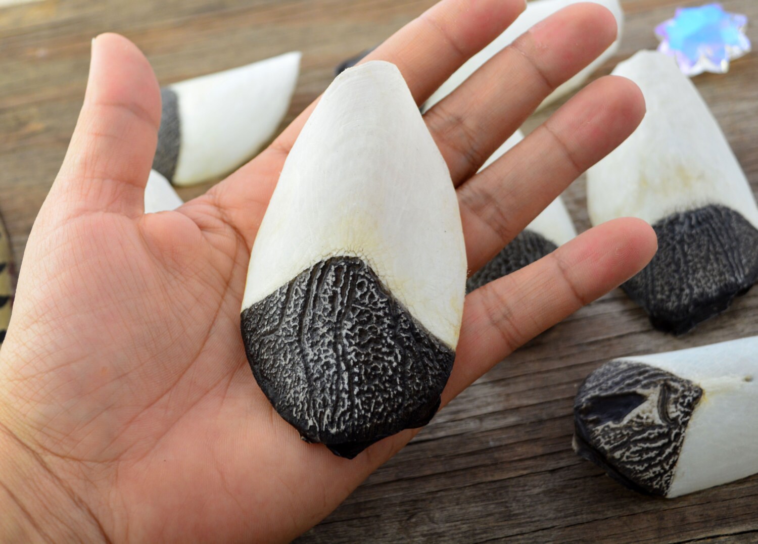 Pirarucu Arapaima Fish Scales 100 Natural Fish Scales 10