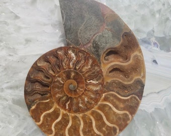 Large Ammonite Fossil Slice