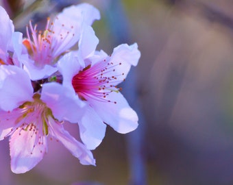 Cherry Blossom Fine Art Photography Print Nature Photography