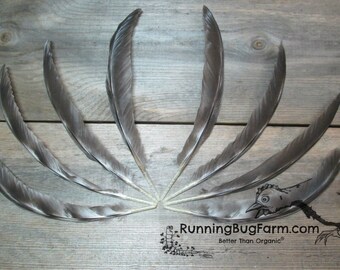 Cruelty Free Feathers Primary Wing Feathers Real Black and White Feathers Loose Feathers Faux Barred Hawk Feathers For Crafts 8 6-6.5"