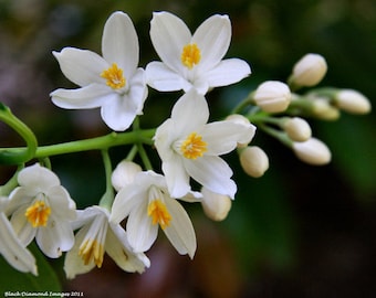 Fragrant Snowbell Styrax obassia 6 Seeds