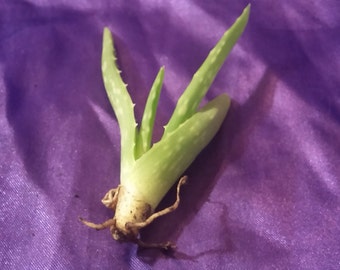 Aloe Vera Plant Rooted Aloe Pup Medicinal Aloe 3-5 inch plant