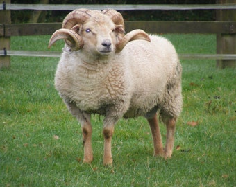 Portland Raw Fleece