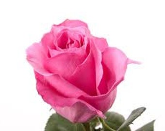 30 Pink Rose Hybrid, Rare Rose Seeds, Fresh Exotic Pink Rose, Flower Seeds,Perennial,Growing Roses from Seeds,Planting Rose