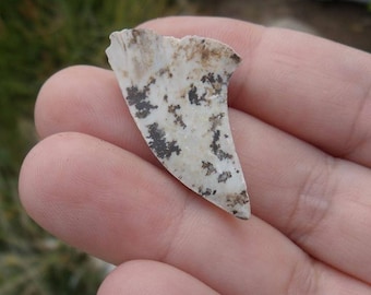 Fossil Shark Tooth with Dendritic Markings, Fossilized Shark Teeth, US