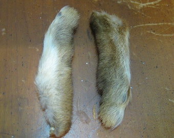 Pair of Dried Cottontail Rabbit Feet