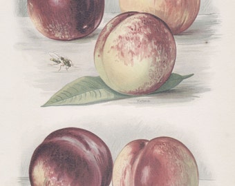Custom Matted Antique Fruit Print Nectarines Botanical Vintage Kitchen Decor Matted 11 X 14" c.1891