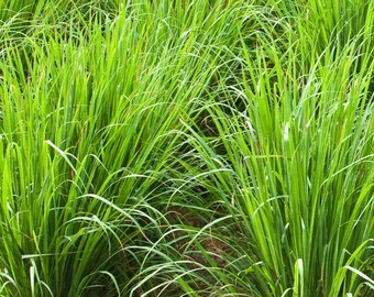 Lemongrass Stalks Fresh From The Garden With Roots For Easy Planting Good For Cooking ,Tea And Health Benefits