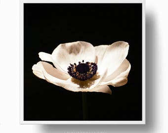 Anemone Sepia Print, Flower Print, Flower poster, Anemone Closeup, Flower Printable Plant Photograph, Anemone Printable Download Image