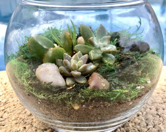 DIY Succulent Terrarium Kit- Includes All Materials