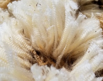 Corriedale Fleece, unwashed, 6.5 pounds