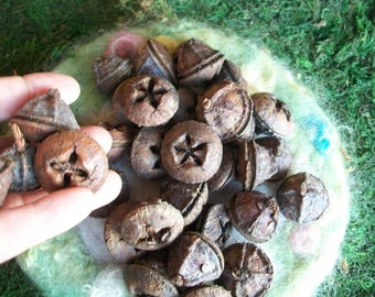 Eucalyptus Seed Pods, Woodland, Gnome, Fairy Garden, Craft Supply, Nature, Natural, Fragrant, 35 count