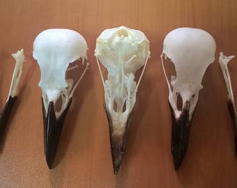 Raven skull real natural Hugin and Munin 八咫烏 yatagarasu