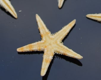 5 Natural Starfish Small, Craft Sea Shells