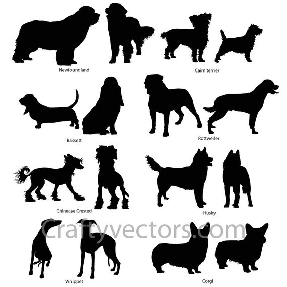 What Is The Scientific Name For A Weriner Dog What Is The Scientific Name For A Weriner Dog