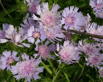 stokesia