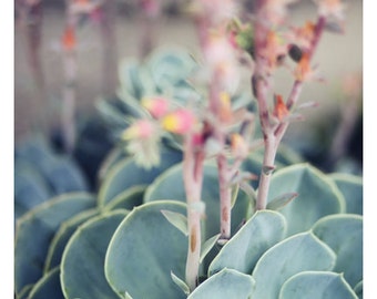 Nature Photograph - Succulent Photograph - Flower Photograph - Botanical Print- Echeveria 4 - Fine Art Photograph - Alicia Bock - Floral Art