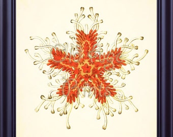 Antique Ernst HAECKEL Coral Red Orange Sea Star STARFISH Plate 40.3 Vintage 8x10 Art Print Beach House Coastal Nautical Wall Decor OL0311