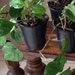 1 Live CHEWING Betel Leaf Vine / Piper Betle Plant Cay Trau 5 To 9 Inches -m54