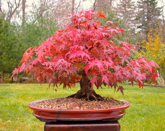 Bonsai Seeds Japanese Red Maple Tree, Grow Your Own Tree, Office Decor, 5 Seeds