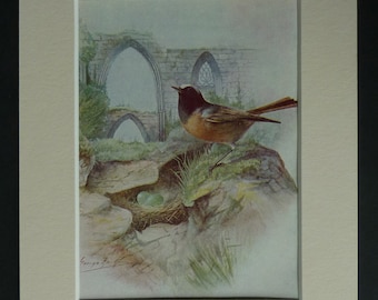 1950s Vintage Redstart Print, Bird Decor, Available Framed, Ruins Art, Ornithology Picture, Church Wall Art, Old Natural History Gift Nature