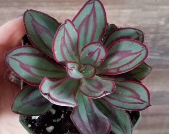 Echeveria painted lady (echeveria nodulosa)
