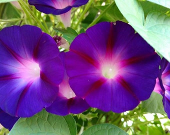 Morning Glories / Morning Glory Vine / 20 Seeds