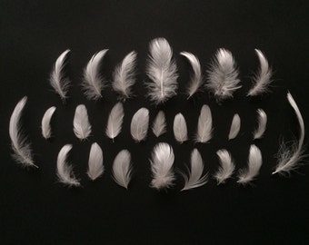 Cruelty Free White Duck Feathers 3cm-6cm Assorted Sizes - Great for arts + crafts, weddings, jewellery + home decor - Ethical