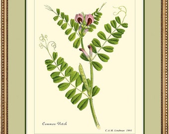 COMMON VETCH - Vintage Botanical print reproduction 320