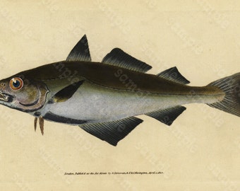 Original Antique Natural History Fish engraving Edwards DONAVON Natural history